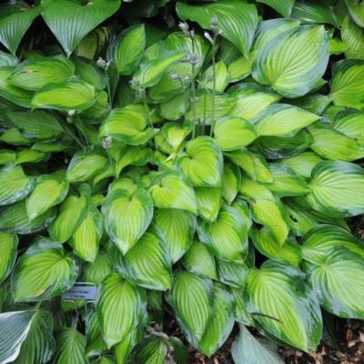 Hosta 'Sweet Home Chicago' Hosta 'Sweet Home Chicago'